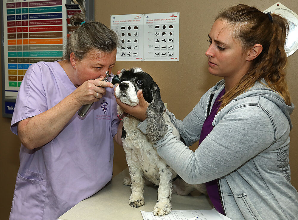 Vet clinic expands in county - Sanders County Ledger